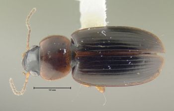 Media type: image;   Entomology 600496 Aspect: habitus dorsal view